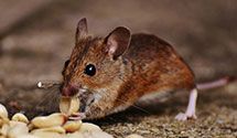 24 Hour & Emergency Exterminators in Gillette, WY